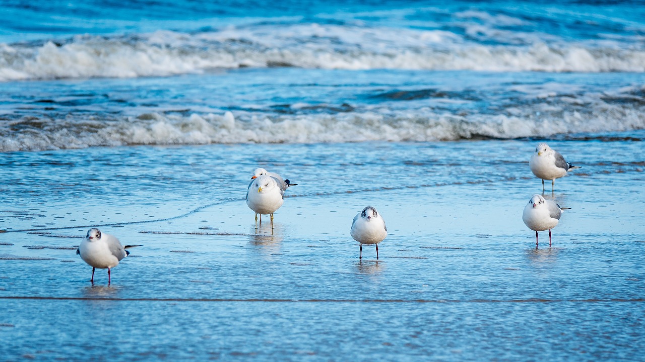 seagulls, baltic sea, beach